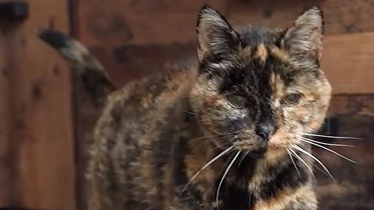 30. Geburtstag! - Rekord-Mieze Flossie baut ihren Weltrekord aus